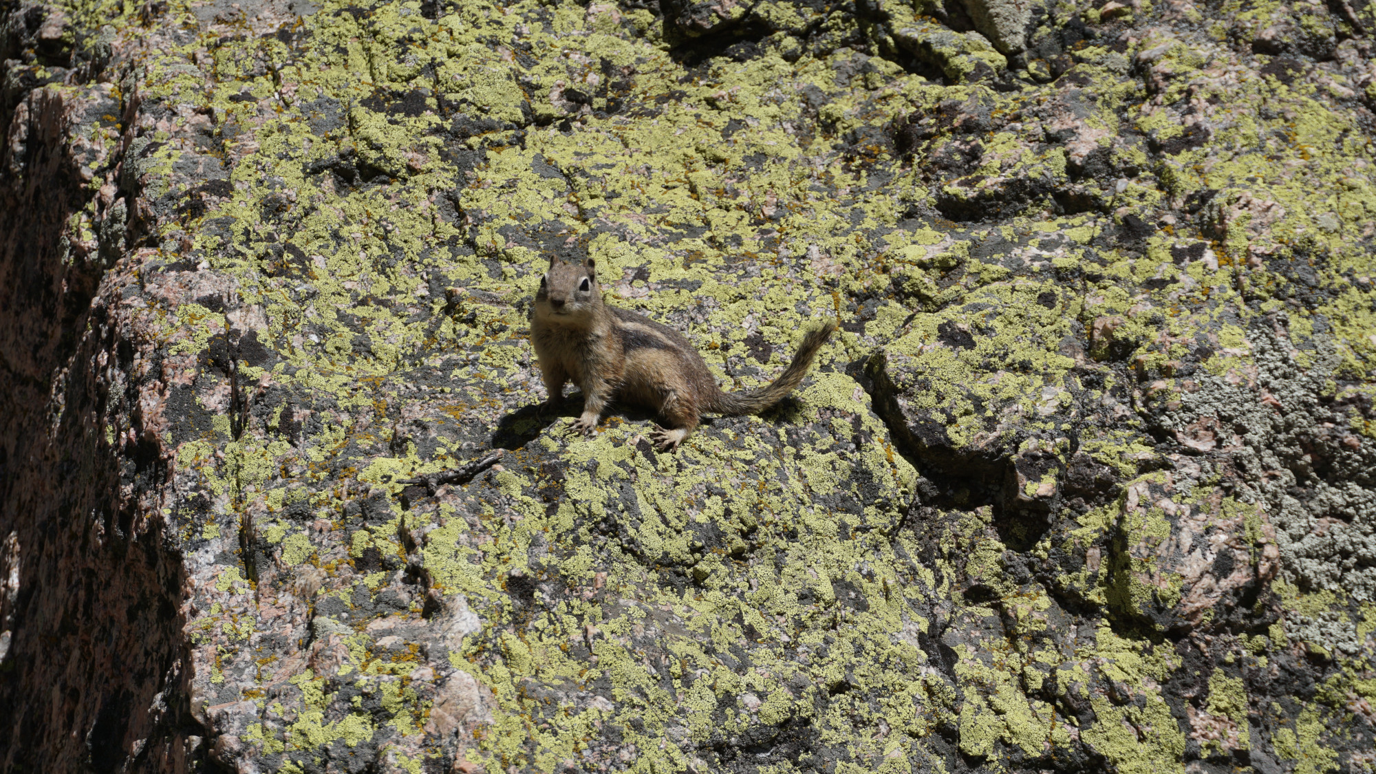 chipmunk on a rock